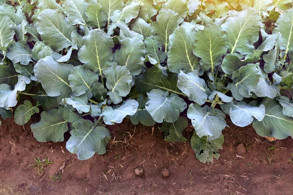 Young broccoli plants grow in home garden. — Stock Photo, Image