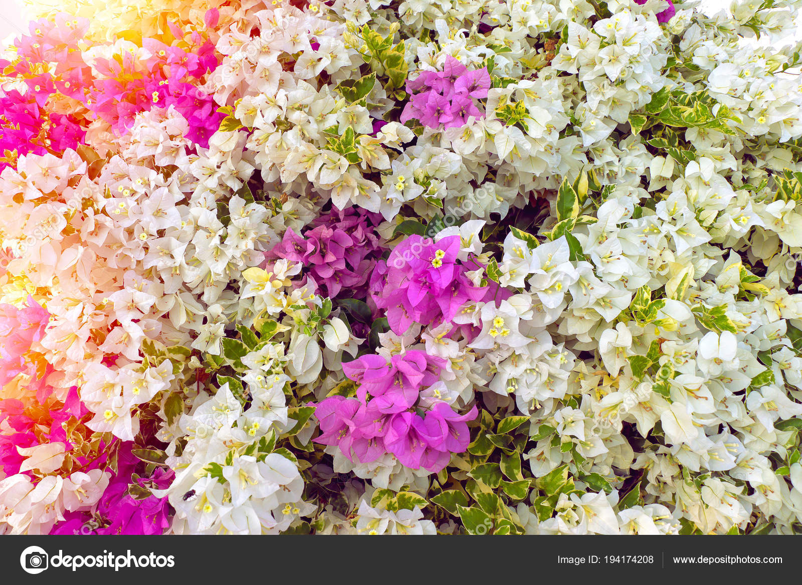 Bougainvillea Or Paper Flowers In The Garden As Colour Flower Background Photo By Thanasus Bougainvillea Or Paper Flowers In The Garden As Colour Flower Background Photo By Thanasus