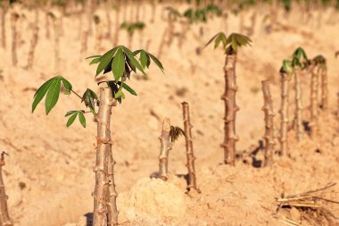 manyok yetiştirme tesisi tarım arazileri, Tayland.