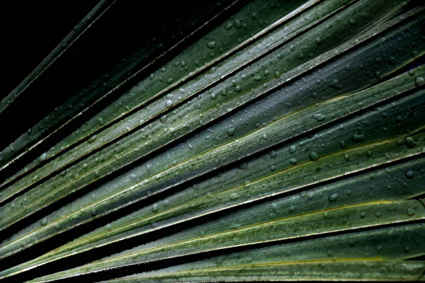 Astratto Verde Palma Lascia Natura Con Goccia Pioggia — Foto Stock