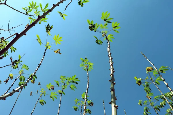 Pianta Manioca Cielo Blu Arbusto Perenne — Foto Stock