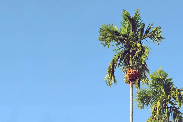 Palmera Verde Betel Palmas Areca Sobre Fondo Azul Cielo —  Fotos de Stock