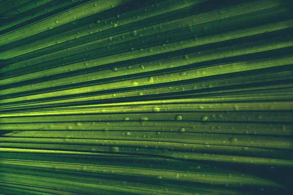 Абстрактные Зеленые Пальмовые Листья — стоковое фото