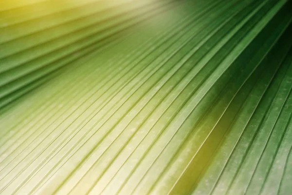 Modello di texture foglia tropicale verde, fresco sfondo striscia verde natura — Foto Stock