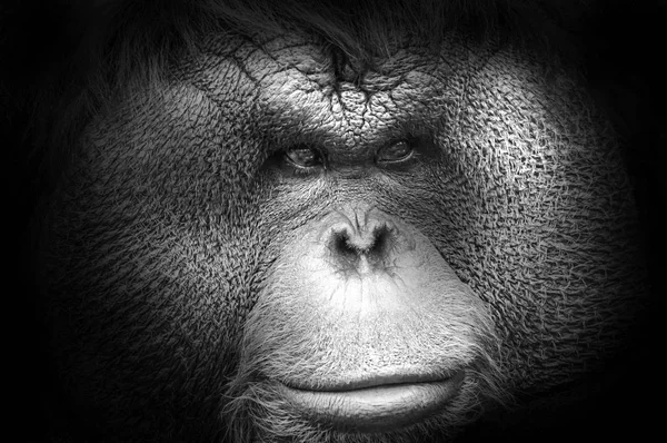 Retrato em preto e branco de um orangotango borneano — Fotografia de Stock