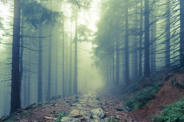 Nebel im Spukwald — Stockfoto