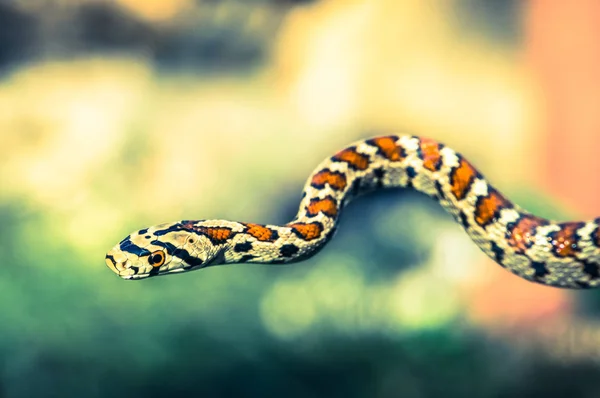 Φίδι που απομονώνονται σε πράσινο — Φωτογραφία Αρχείου