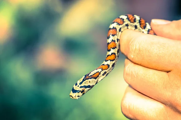 Schlange in der Hand isoliert auf Grün — Stockfoto