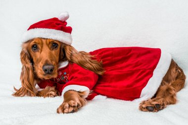 Noel köpek kırmızı Noel Noel Baba şapkası beyaz izole