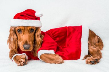 Noel İngiliz Cocker Spaniel kırmızı yılbaşı kostüm