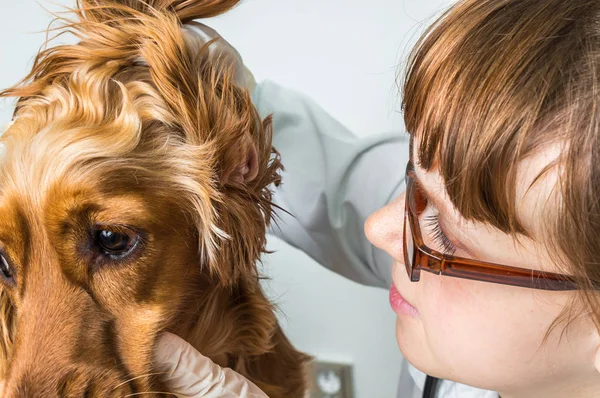 Veterinario comprueba orejas a un perro — Foto de Stock