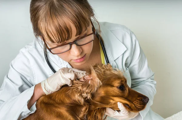 Veterinario comprueba orejas a un perro — Foto de Stock