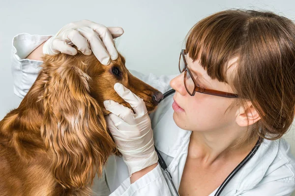 Veterinario comprueba los ojos a un perro — Foto de Stock