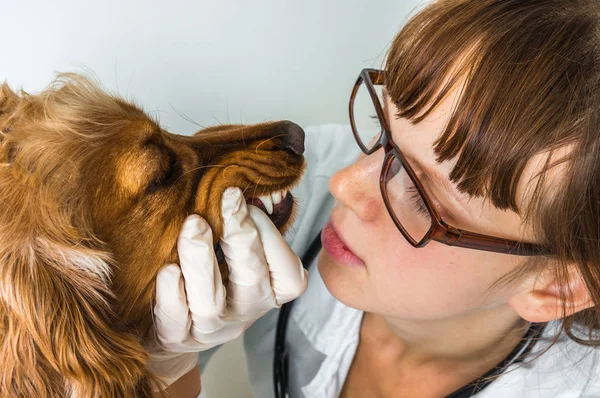 Veterinario comprueba los dientes a un perro — Foto de Stock