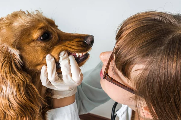 Veterinario comprueba los dientes a un perro — Foto de Stock