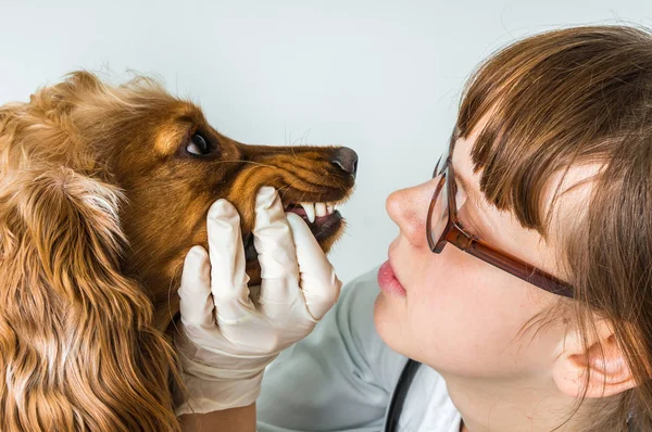 Veterinario comprueba los dientes a un perro — Foto de Stock