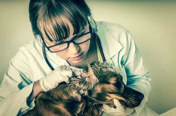 El veterinario comprueba las orejas al perro - el estilo retro — Foto de Stock