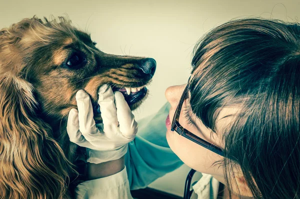 Veterinário verifica dentes a um cão - estilo retro — Fotografia de Stock