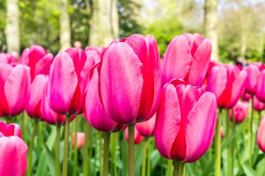 Keukenhof park Bahçe en kırmızı lale