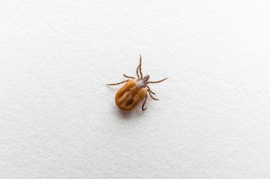 Tick filled with blood crawling on white paper clipart