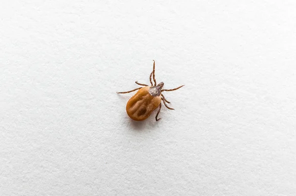 Carrapato cheio de sangue rastejando em papel branco — Fotografia de Stock