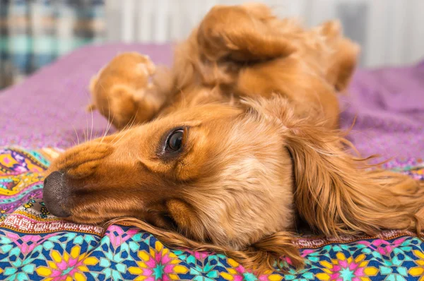 Inglês cocker spaniel está deitado na cama — Fotografia de Stock