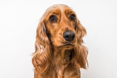 İngilizce spaniel köpek üzerinde beyaz izole yavru
