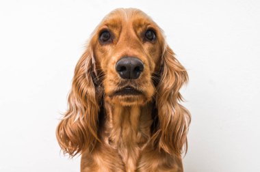 İngilizce spaniel köpek üzerinde beyaz izole yavru