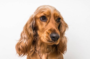 İngilizce spaniel köpek üzerinde beyaz izole yavru