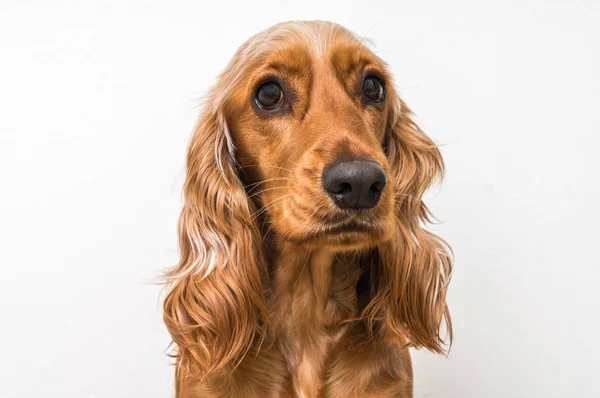 Inglês cocker spaniel cão isolado em branco — Fotografia de Stock