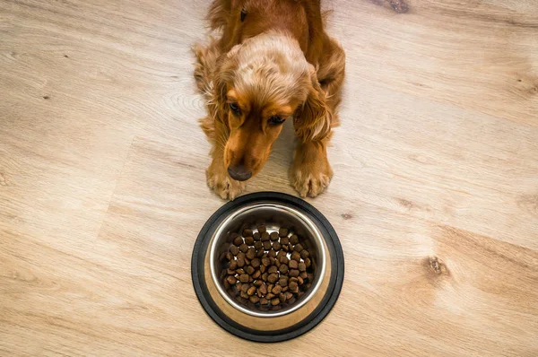 Hungriger Cockerspaniel mit Schüssel Granulat — Stockfoto