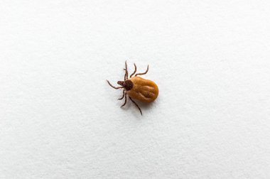 Beyaz kağıt üzerinde sürünerek kan dolu kene