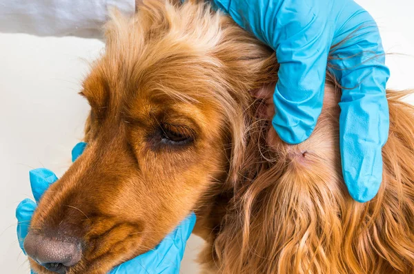 Veterinário removendo uma carraça do cão Cocker Spaniel — Fotografia de Stock