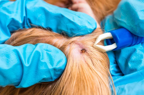 Veterinário removendo uma carraça do cão Cocker Spaniel — Fotografia de Stock