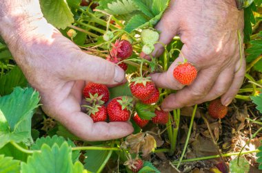 Hasat taze çilek Çilek alan
