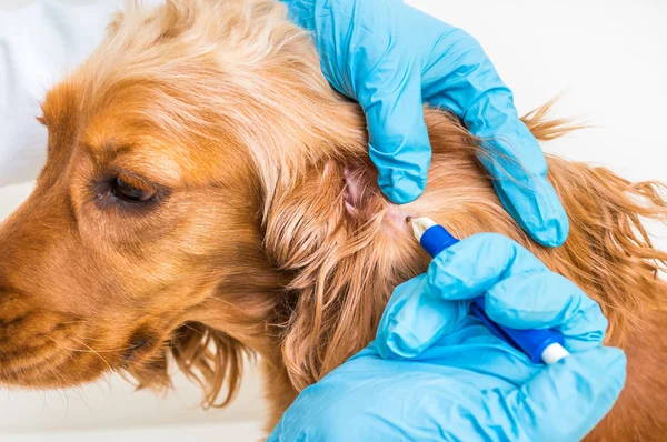 Veterinário removendo uma carraça do cão Cocker Spaniel — Fotografia de Stock