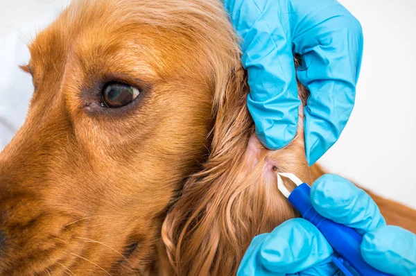 Veterinário removendo uma carraça do cão Cocker Spaniel — Fotografia de Stock