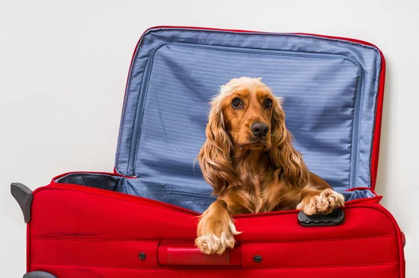 Cocker spaniel dog in suitcase — Stock Photo, Image