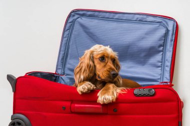 Cocker spaniel köpek bavul içinde