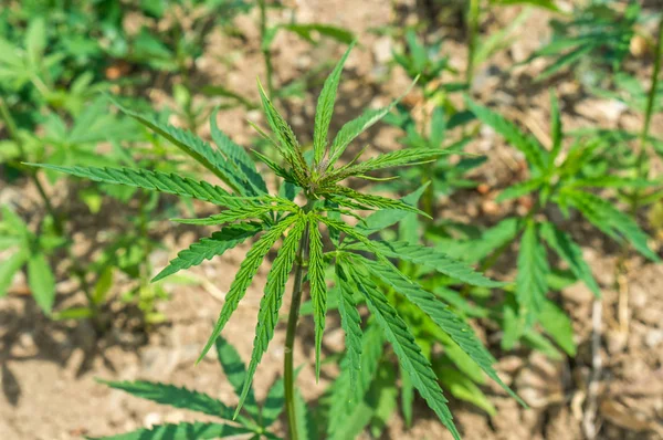 Φυτά μαριχουάνα ή κάνναβης στη φυτεία βιομηχανικής κάνναβης — Φωτογραφία Αρχείου
