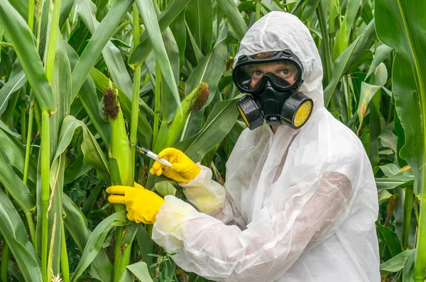 ГМО ученый в комбинезоне генетически модифицирующей кукурузы (кукуруза ) — стоковое фото