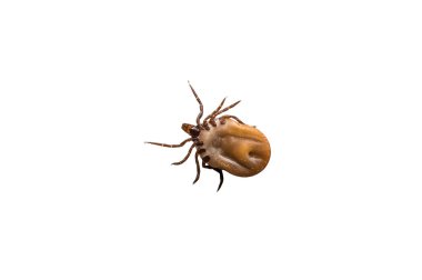 Tick filled with blood crawling on white background clipart