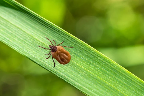 Zecca piena di sangue strisciante su foglia d'erba — Foto Stock