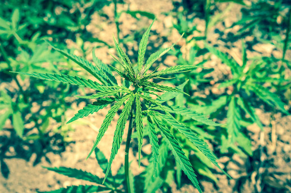 Марихуана или конопля растений на промышленной плантации конопли
