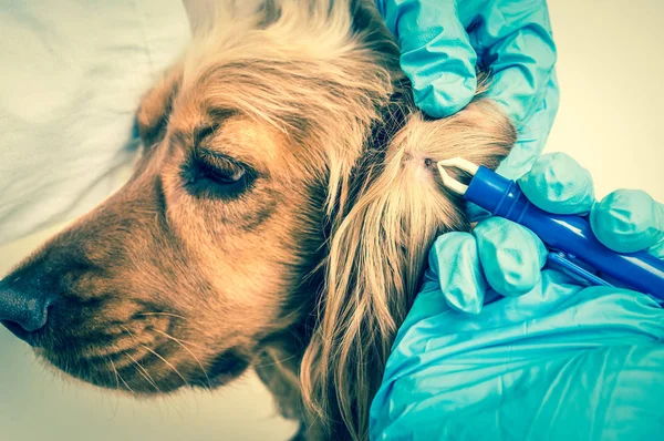 Veterinário removendo uma carraça do cão Cocker Spaniel — Fotografia de Stock