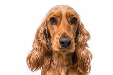 İngilizce spaniel köpek üzerinde beyaz izole yavru