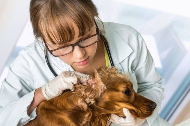 Hayvan hastalıklarıyla ilgili bir köpek kulaklarına denetler