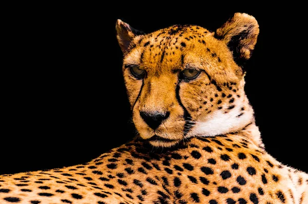 Portrait of a cheetah isolated on black — Stock Photo, Image