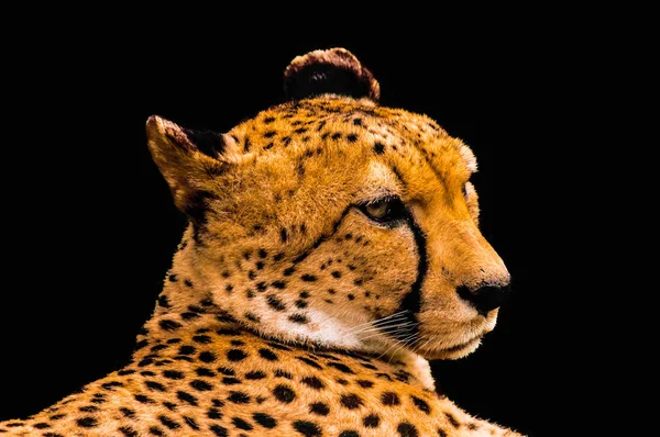 Portrait of a cheetah isolated on black — Stock Photo, Image