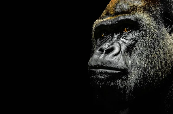Retrato de un gorila —  Fotos de Stock